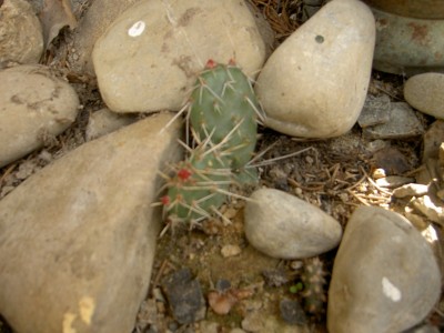 PICT1383.JPG