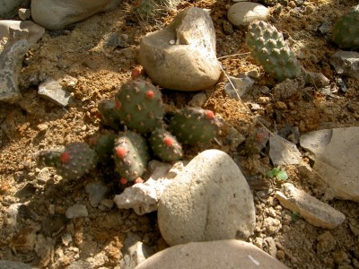 PICT1382.JPG