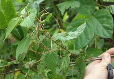 187. Pflanze, IMG_9196.JPG