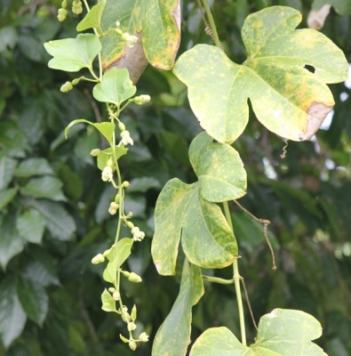 81. Unbekannter Ranker, IMG_8997.JPG