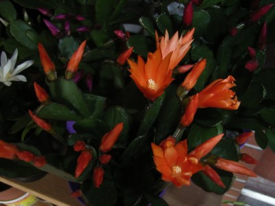 RIMG0604.JPG