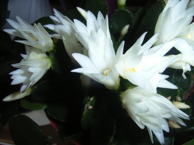 RIMG0599.JPG