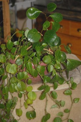 Peperomia 030yy.jpg