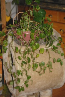 Peperomia 029yy.jpg