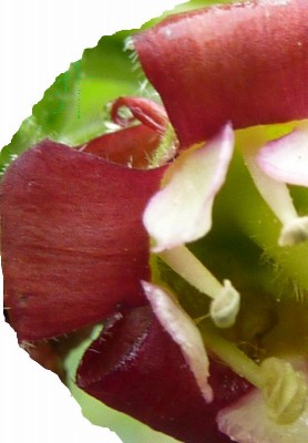 raetsel2 (555x800).jpg