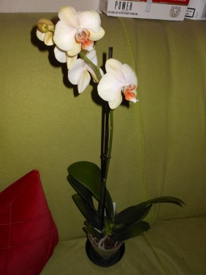 Phal Namenlos.JPG