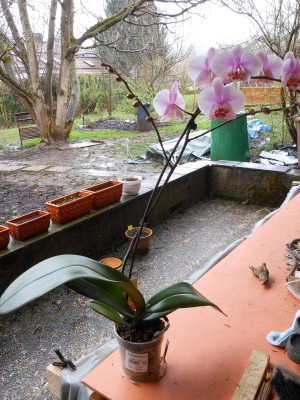 Phal Namenlos 2.JPG