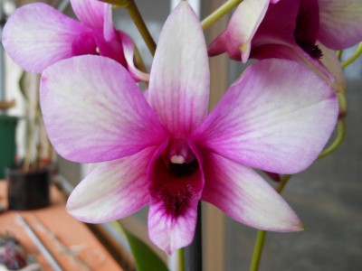 Dendrobium Polar Fire_1.JPG