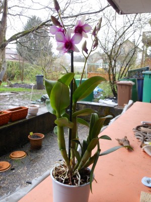 Dendrobium Polar Fire.JPG