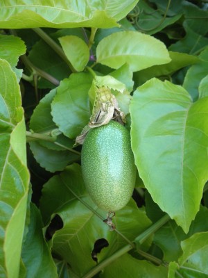 fruit 006.JPG