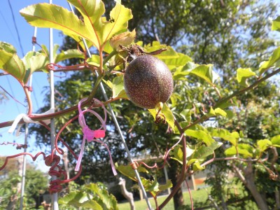 fruit 001.JPG