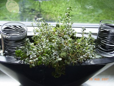 Bild 211.jpg
