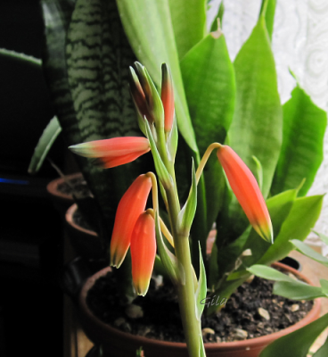 gila_aloehumilis03.png