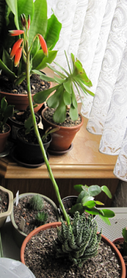 gila_aloehumilis02.png