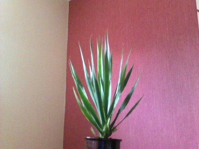 Snapshot_20120409_1.JPG