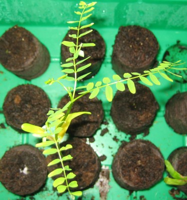 Bild green24 3 832.jpg