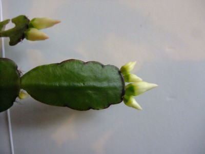 DSCF2034.JPG