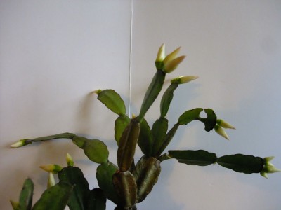 DSCF2033.JPG