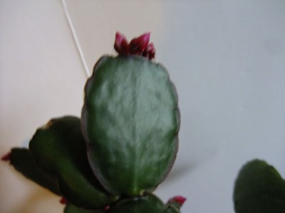 DSCF2032.JPG