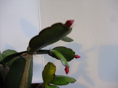 DSCF2030.JPG