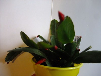 DSCF2028.JPG