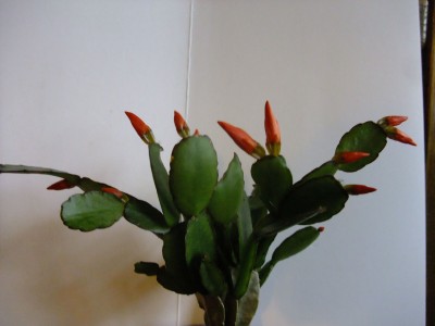DSCF2027.JPG