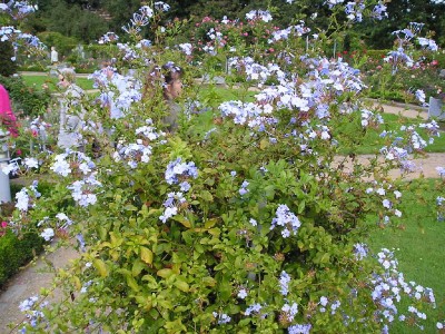 P8260036_01.jpg