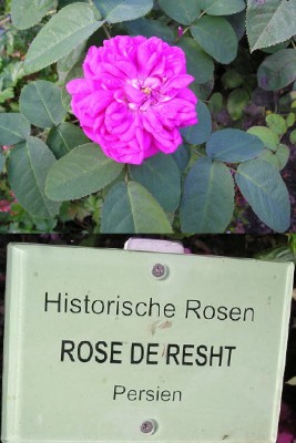 Projekt1.jpg