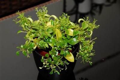 dsc_8753_Peperomia.jpg