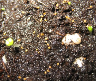 Bild green24 3 837.jpg