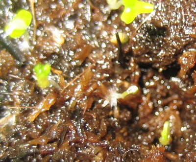 Bild green24 3 835.jpg