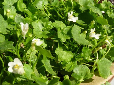 raetsel 6 (1) - Kopie (800x600).jpg