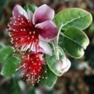 Ananasguave - Feijoa sellowiana.jpg