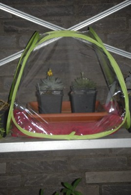 Green 018yy.jpg