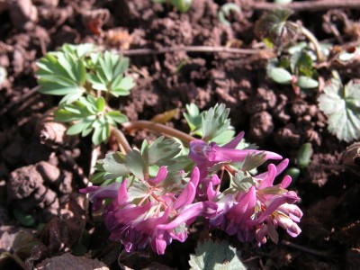 Corydalis-solida.JPG