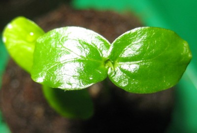 Bild green24 3 838.jpg