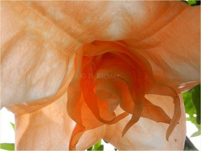Angels Orange Drop unten Nahaufnahme.jpg