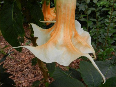 Angels Orange Drop.jpg