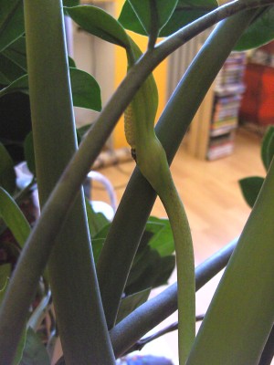 Blüte Zami (2).JPG