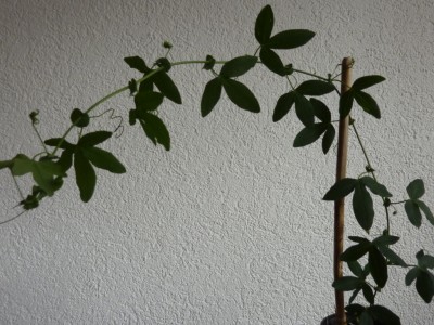 P1150435.JPG