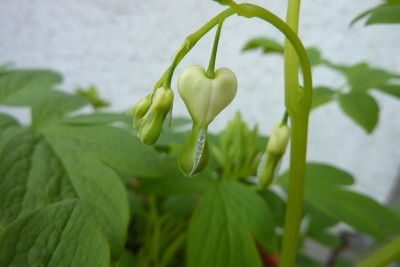 Bilder (2).JPG