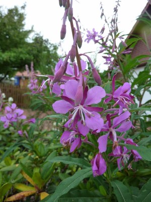 Grosses Weidenröschen (14) - Kopie (600x800).jpg