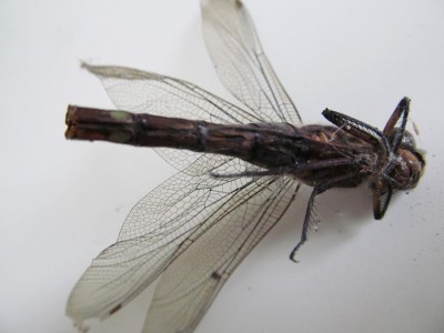 April-2012-03.JPG