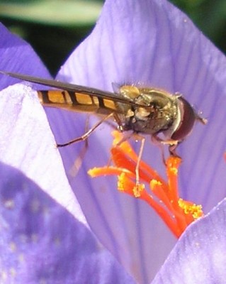 schwebfliegean hkrokuss sebt06.jpg