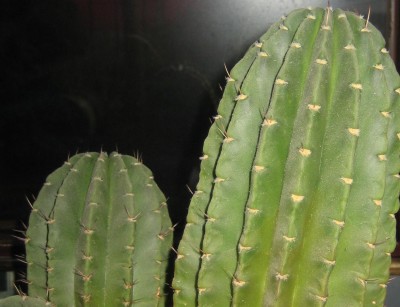 Bild green24 3 857.jpg
