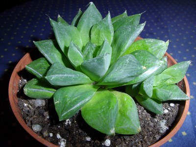 haworthia unbekannt.jpg