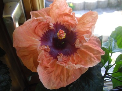 IMGP2875.JPG
