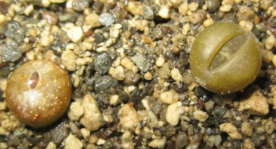 lebende Steine Lithops 010.jpg