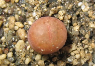 lebende Steine Lithops 008.jpg