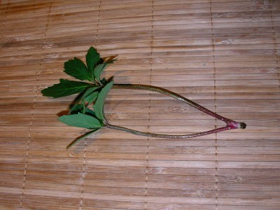 SANY0101.JPG